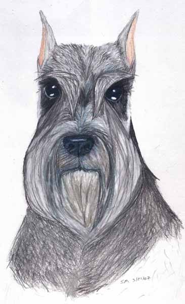 Schnauzer