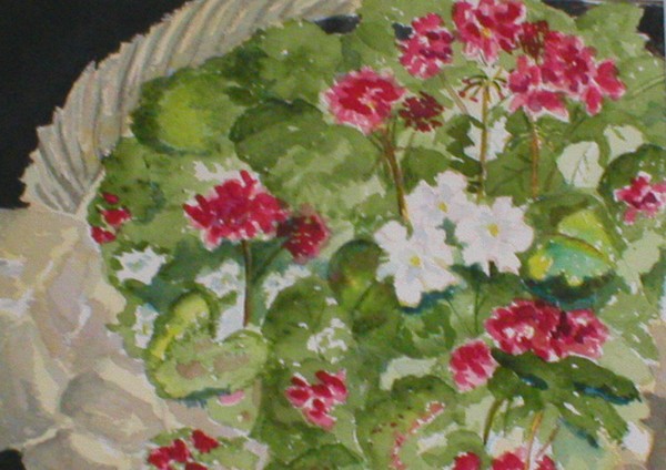 Geraniums