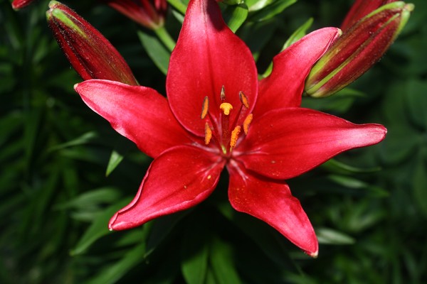 My Flower