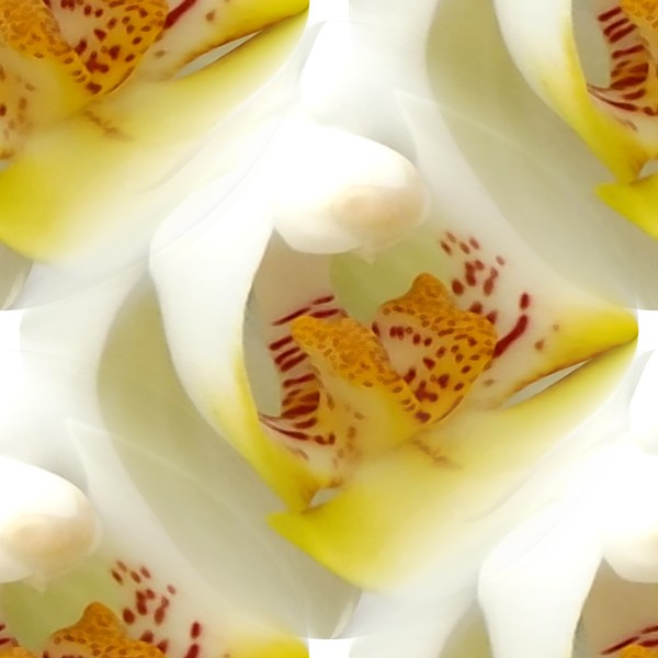 Orchid For Hope (Two)