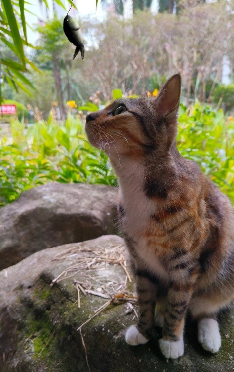 where is the fish from?