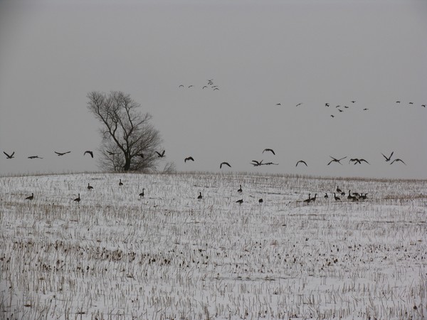 Fleeing Winter