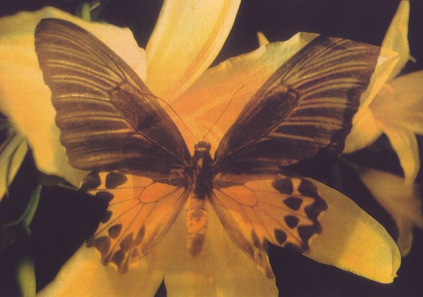 Butterfly - Papillon