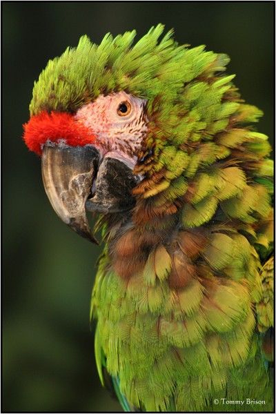 McCaw