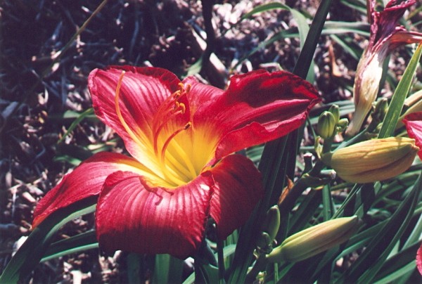 Lily