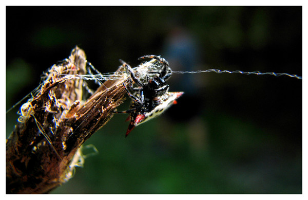 crab spider