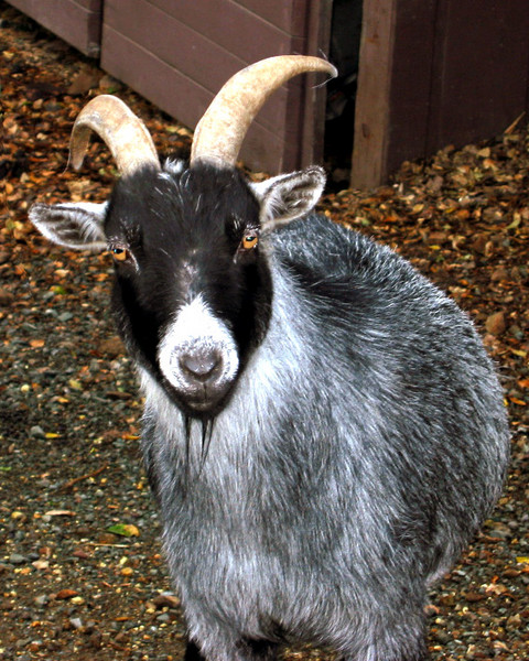 ELVIS 