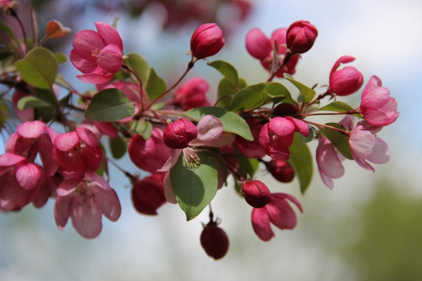 Early bright crab apple blooms