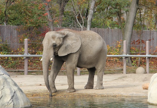 Roger williams zoo elephant alone