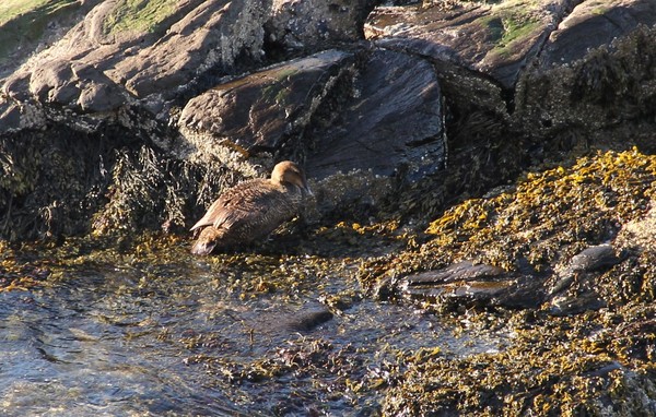 Female Eider 'groupie'