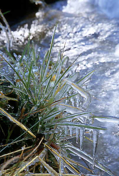 Frozen Grasses 1