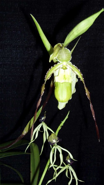 An Orchid That Looks Like a Spider