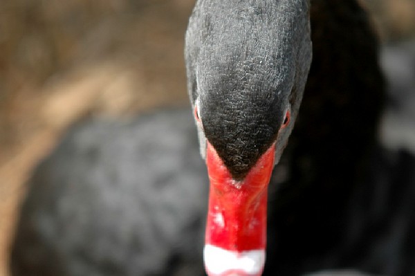 Red bill