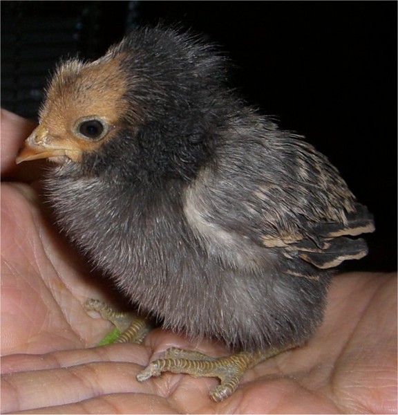chick