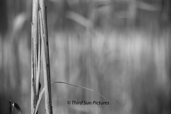 Spec's Pond Reed