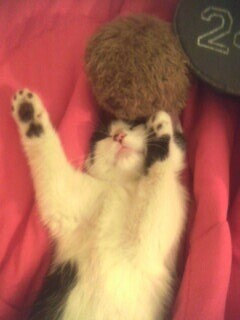 Crashed Out