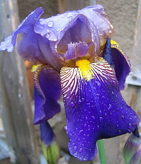 Bearded Iris