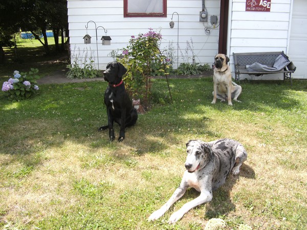 Dayzee, Axle,and Tinkerbell,Amazing One Shot