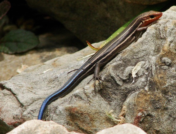 Skink I Think