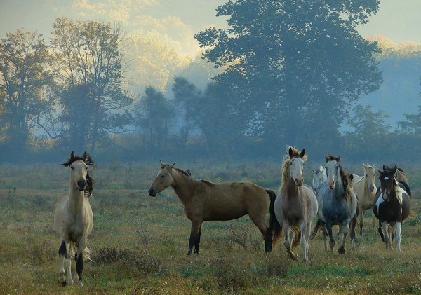 Misty Morning w/ Horses