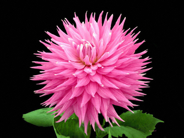 All Pink