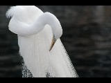 Magnificant Egret