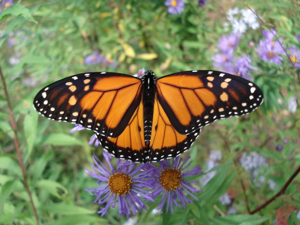 Monarch