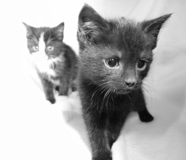 Kitens