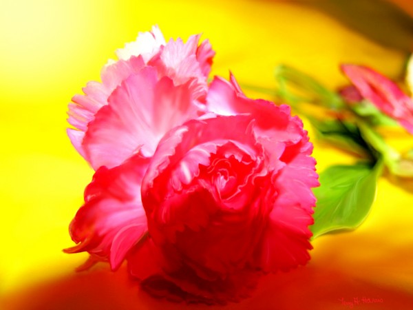A Rose for Nancy
