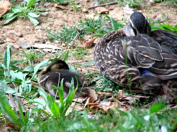 Watching Over Duckling