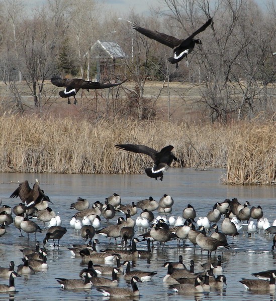 Canada Geese Landing
