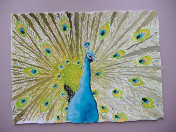 Peacock