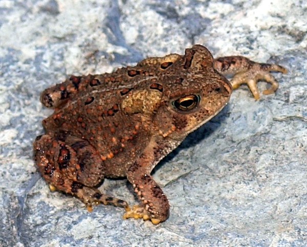 The Toad
