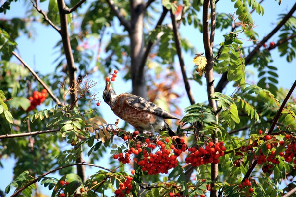 Robin