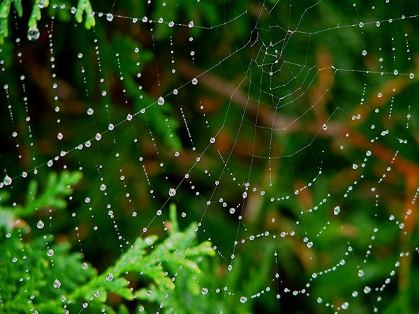 Dewy spider web