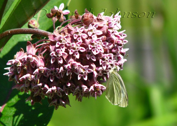 Milkweed flower 