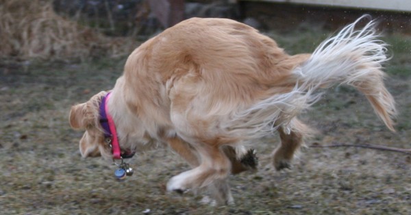 Spring Romp