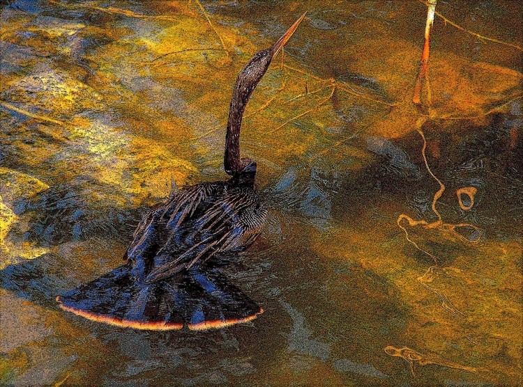 Anhinga Submerged
