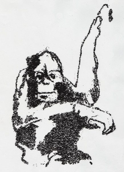 chimp