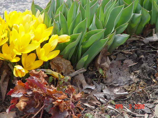 Springtime