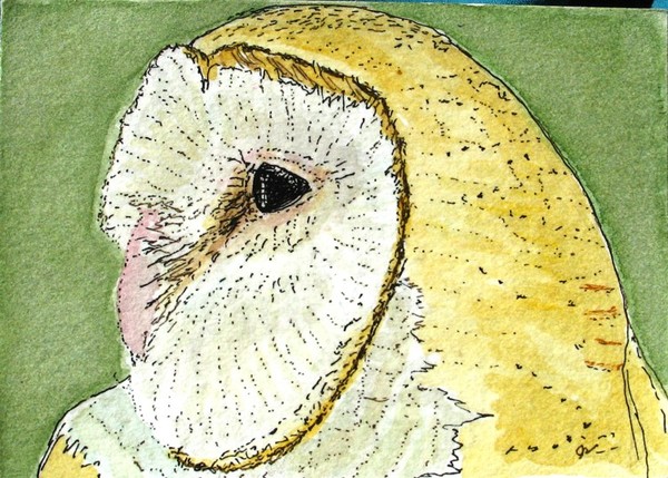 Barn Owl...