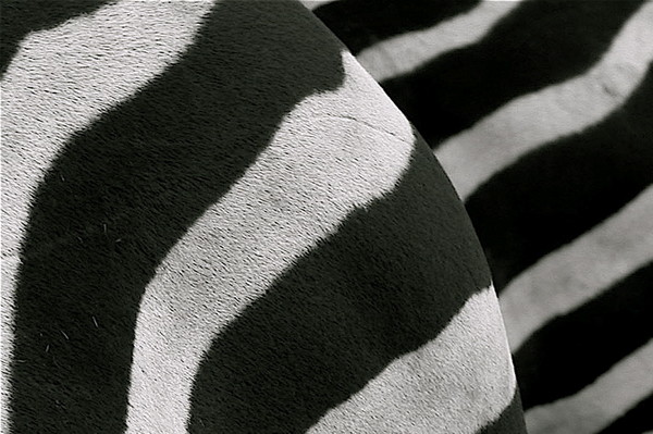 zebra