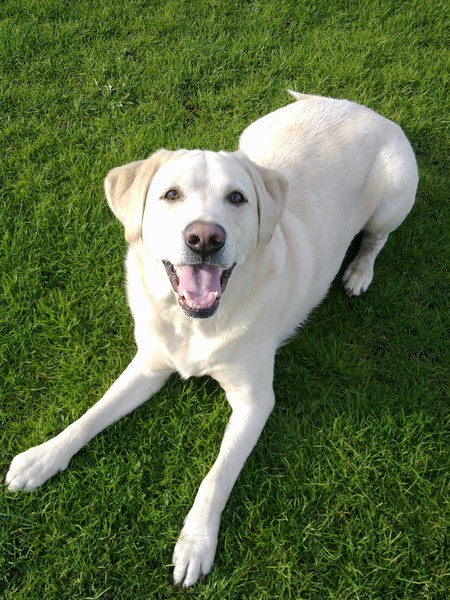 rufus