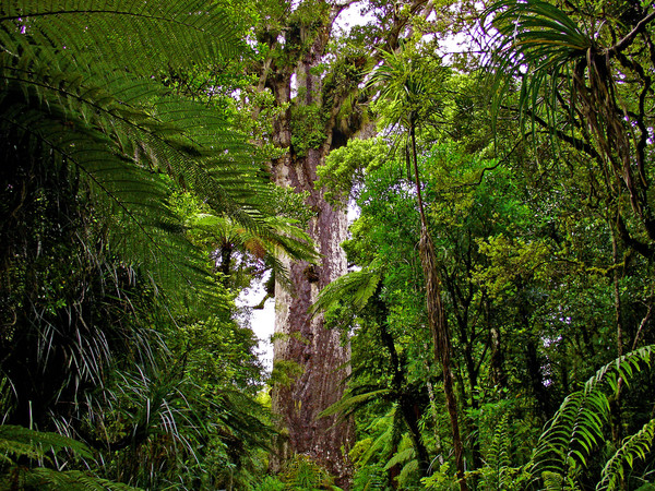 Tane Mahuta