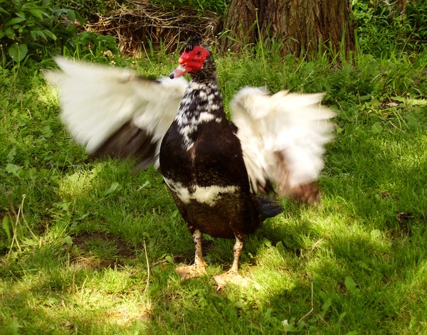 Muscovy King