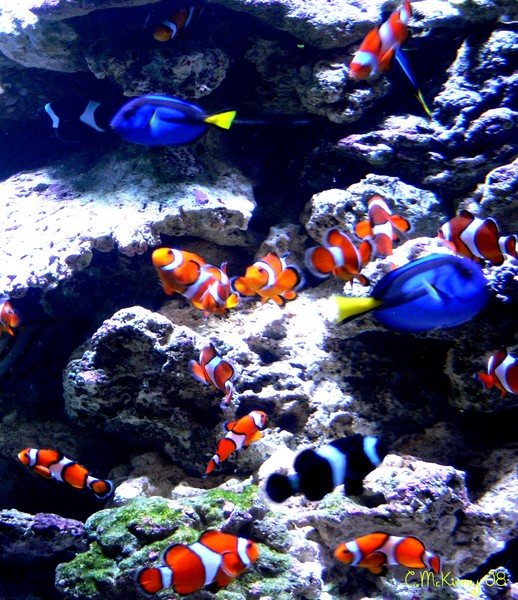 Bunch Of Clowns