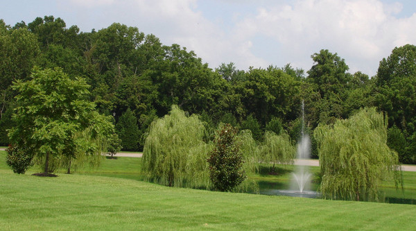 Water Among The Greens