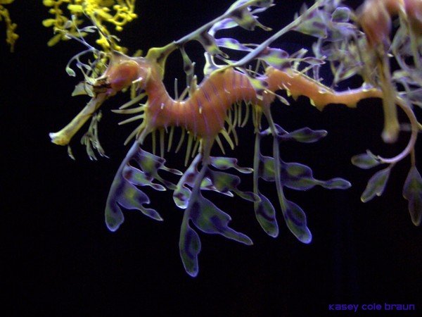 Sea Dragonz 001