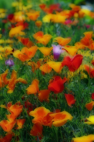 The Colours