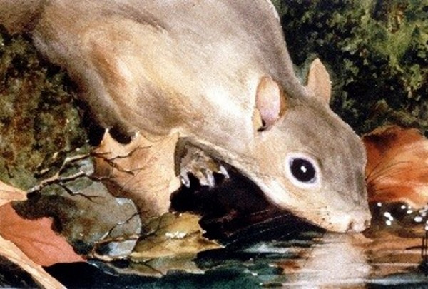 Squirrel Drinking